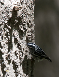 Black and White Warbler 2535